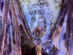 Hypostomus luteus Phase 2 WYSIWYG #13