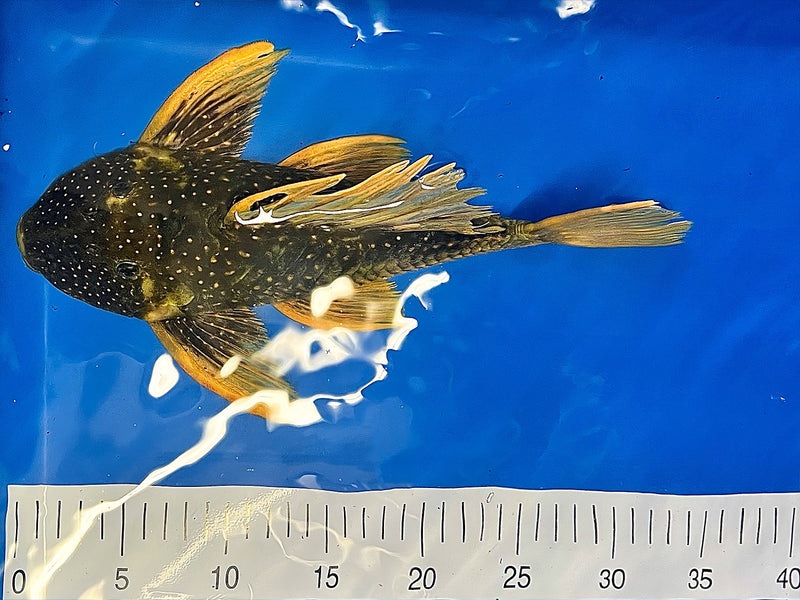 Hypostomus luteus Phase 2 WYSIWYG #13