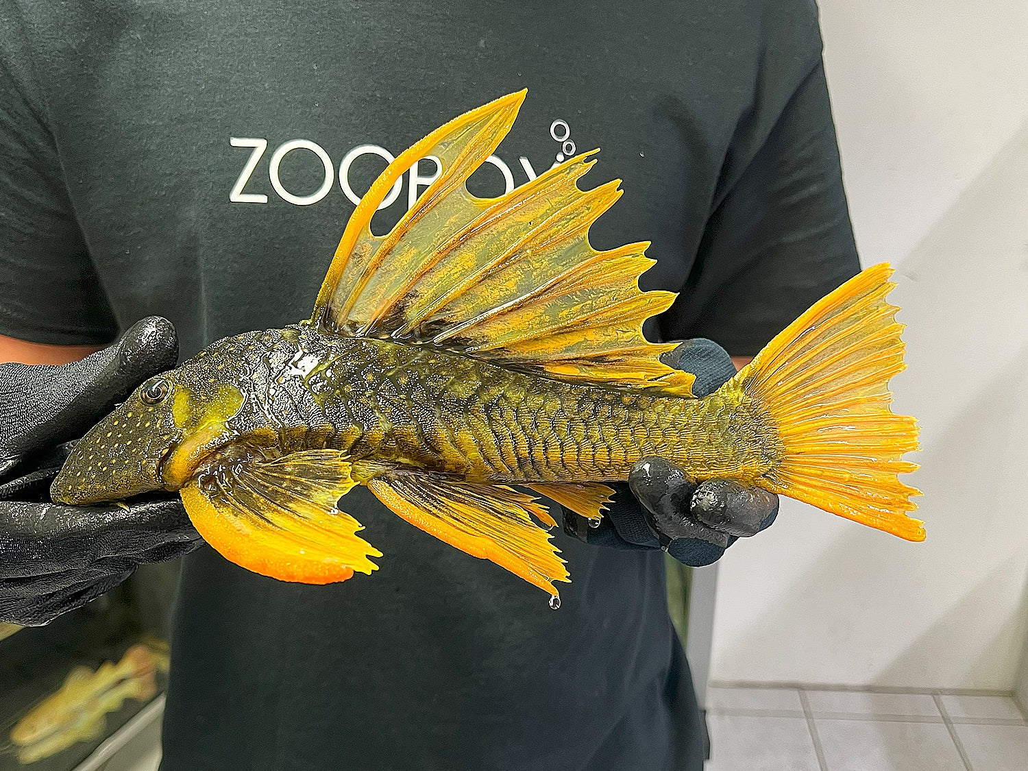 Hypostomus luteus Phase 2 WYSIWYG #13