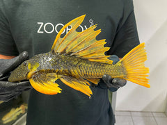 Hypostomus luteus Phase 2 WYSIWYG #13
