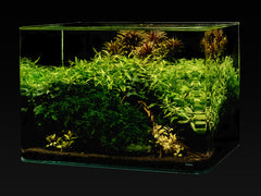 Me My Tank Scape