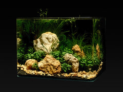 Me My Tank Scape