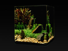 Me My Tank Cube