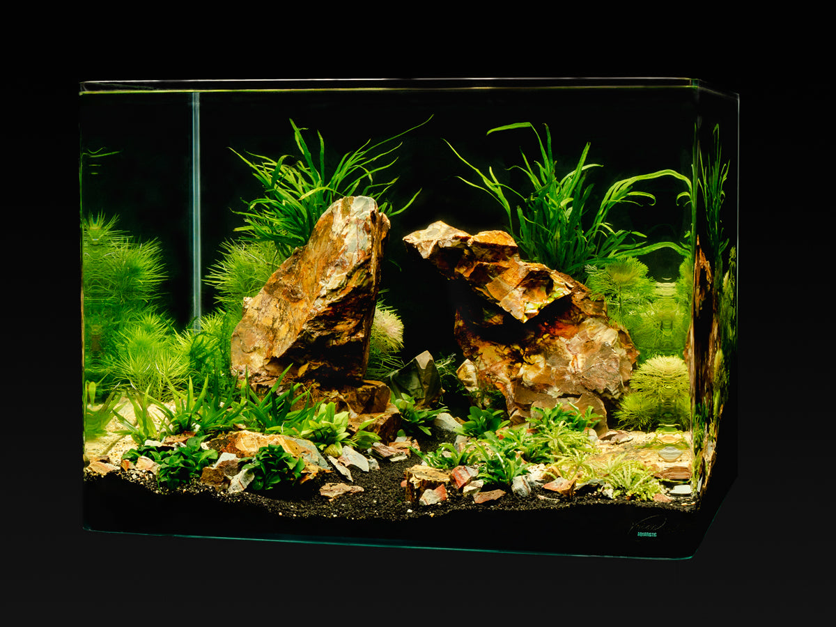 Me My Tank Scape