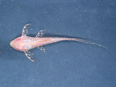 Albino-Elfenwels
