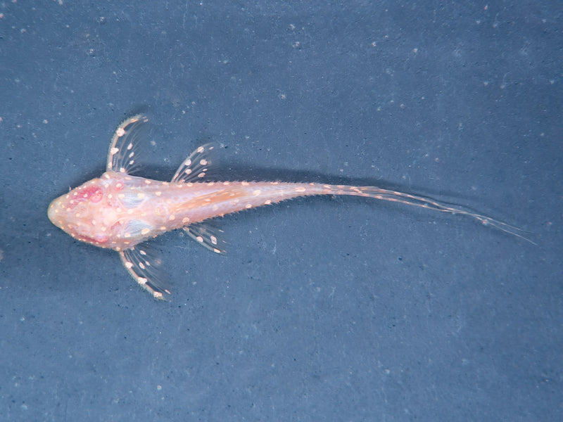Albino-Elfenwels