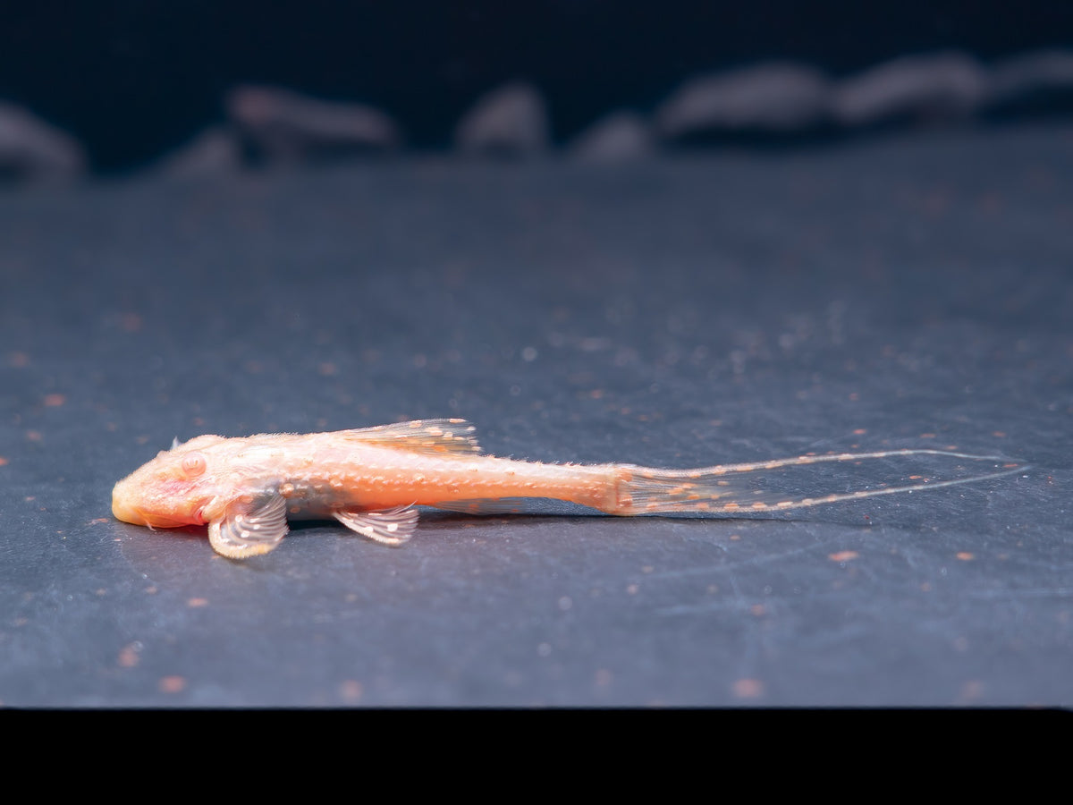 Albino-Elfenwels