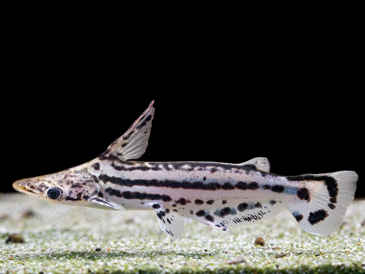 Ageneiosus magoi