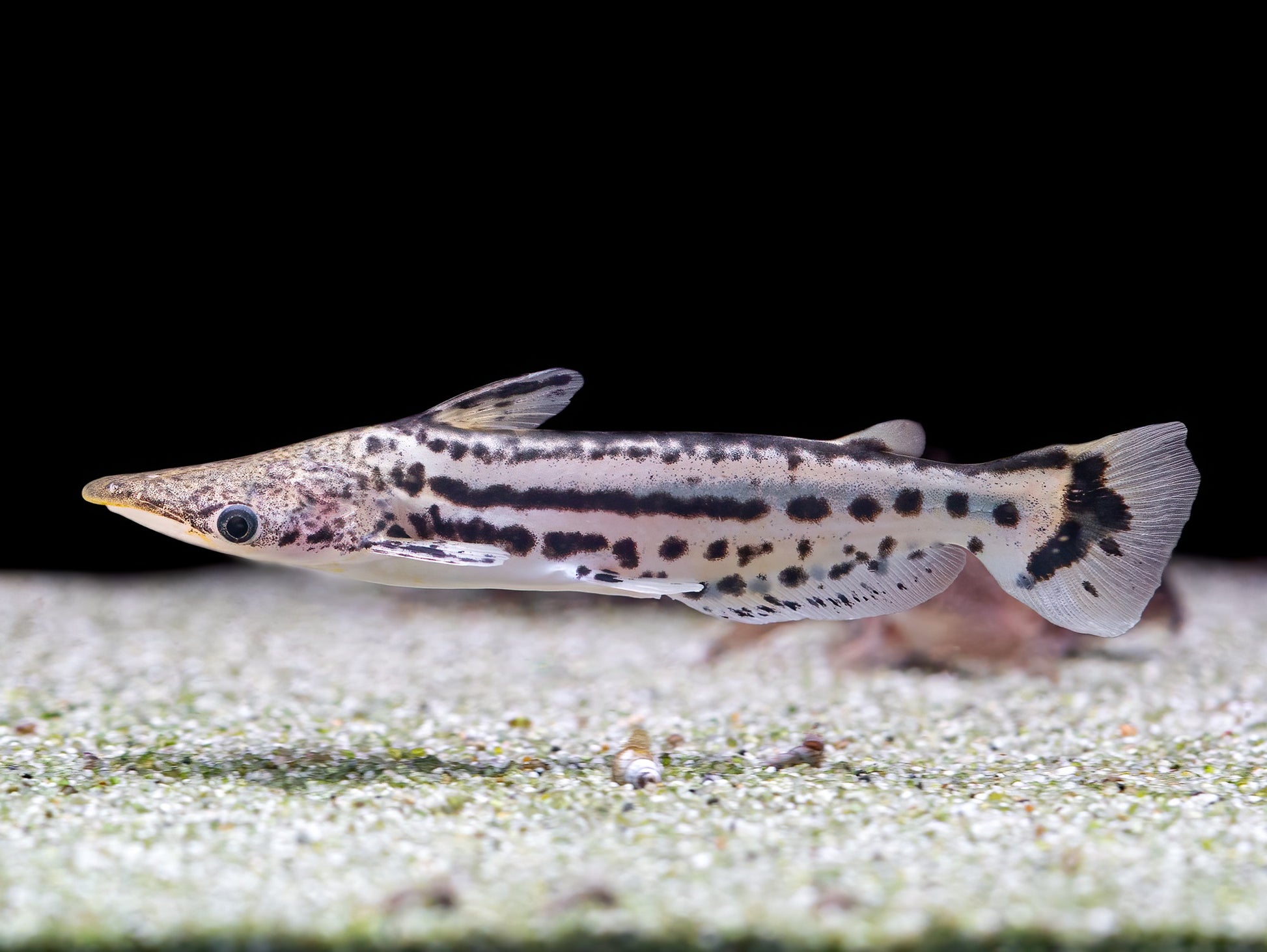Ageneiosus magoi