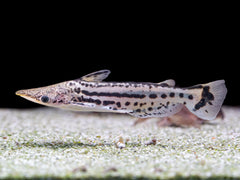Ageneiosus magoi