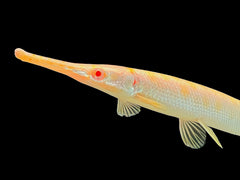 Albino Florida-Gar L