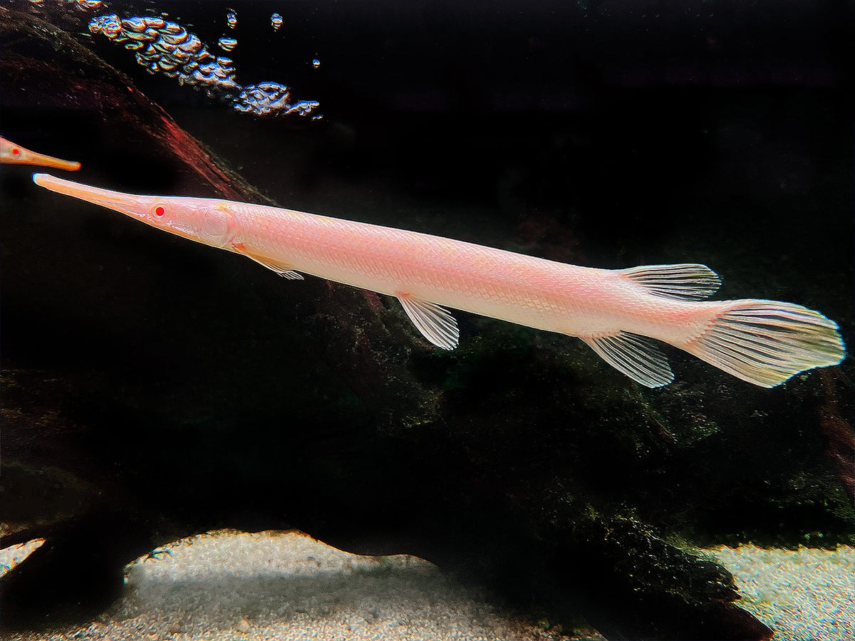 Albino Florida-Gar L