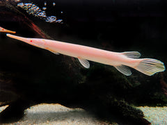 Albino Florida-Gar L
