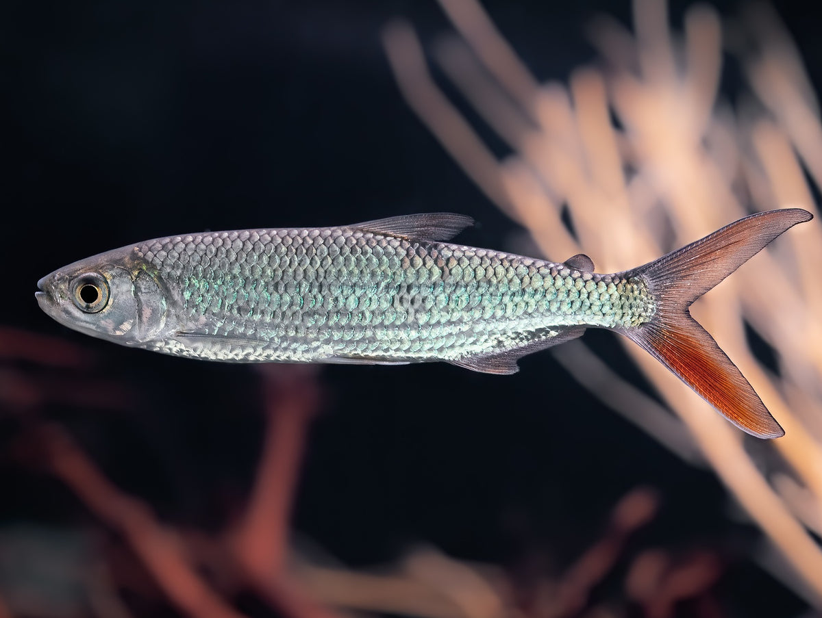 Afrikanischer Silberfisch