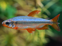 Prachtkongosalmler
