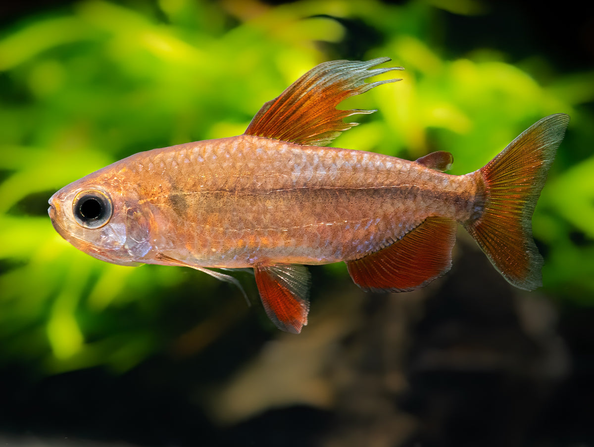 Flammenkongosalmler