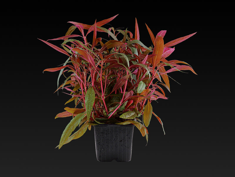 Alternanthera reineckii 'Rosaefolia'