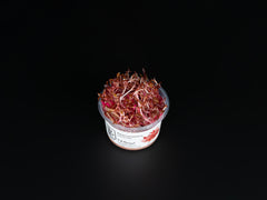 Alternanthera reineckii 'Mini'