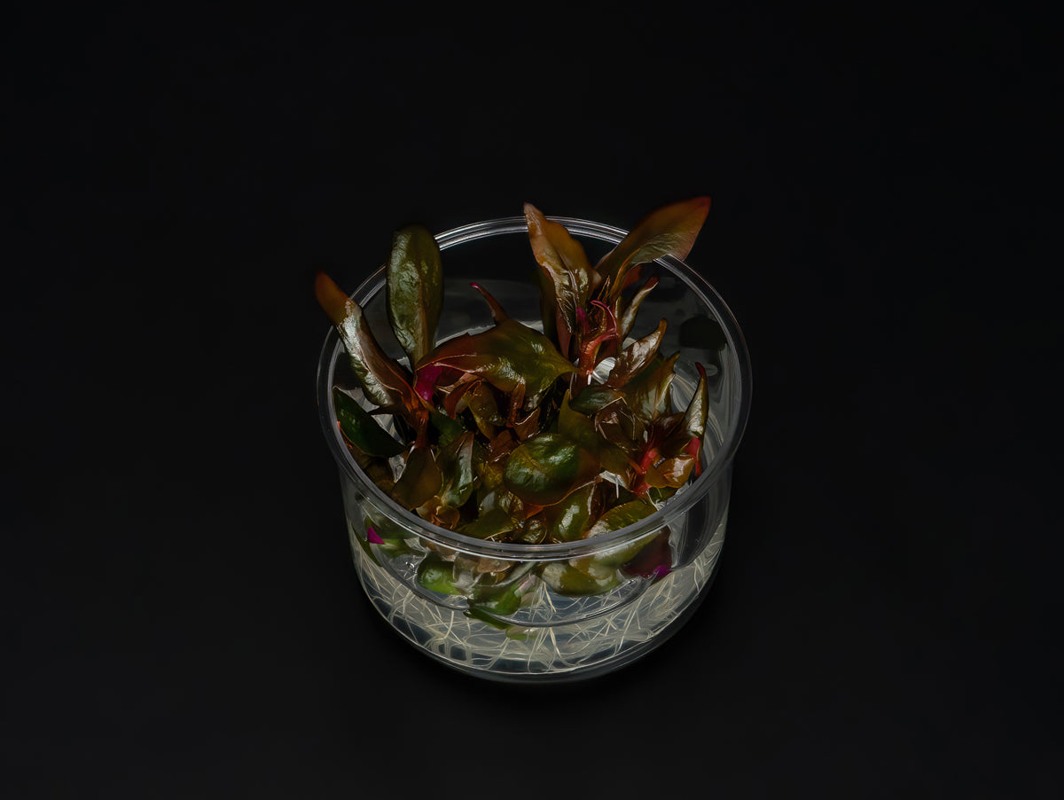 Alternanthera reineckii 'Rosaefolia'