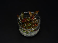Alternanthera reineckii 'Rosaefolia'