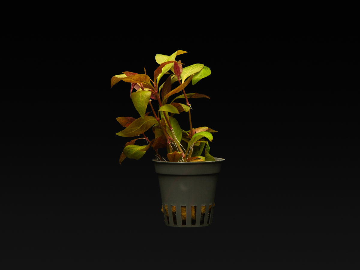 Alternanthera reineckii 'Lilacina'
