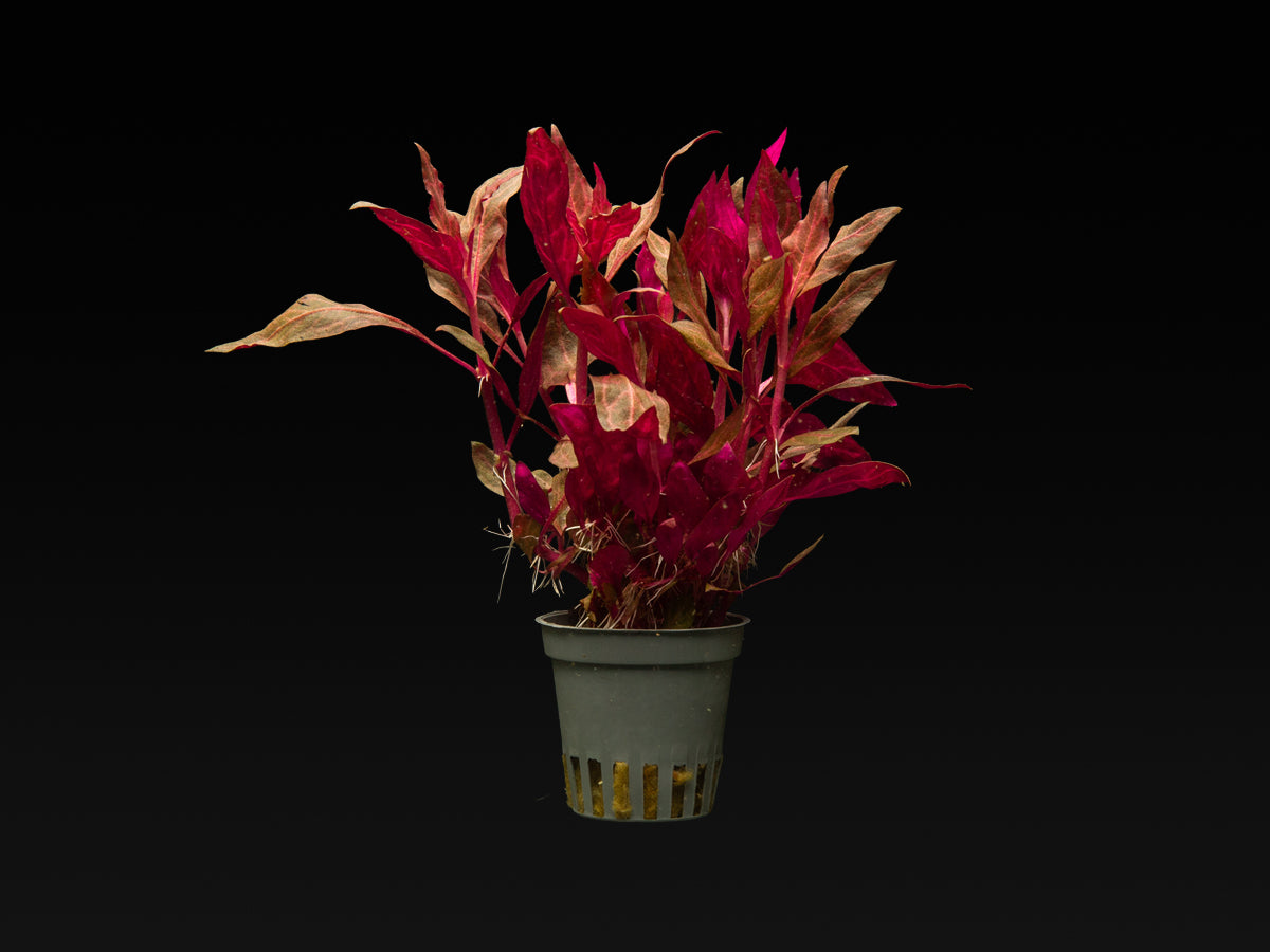 Alternanthera reineckii 'Rosanervig'