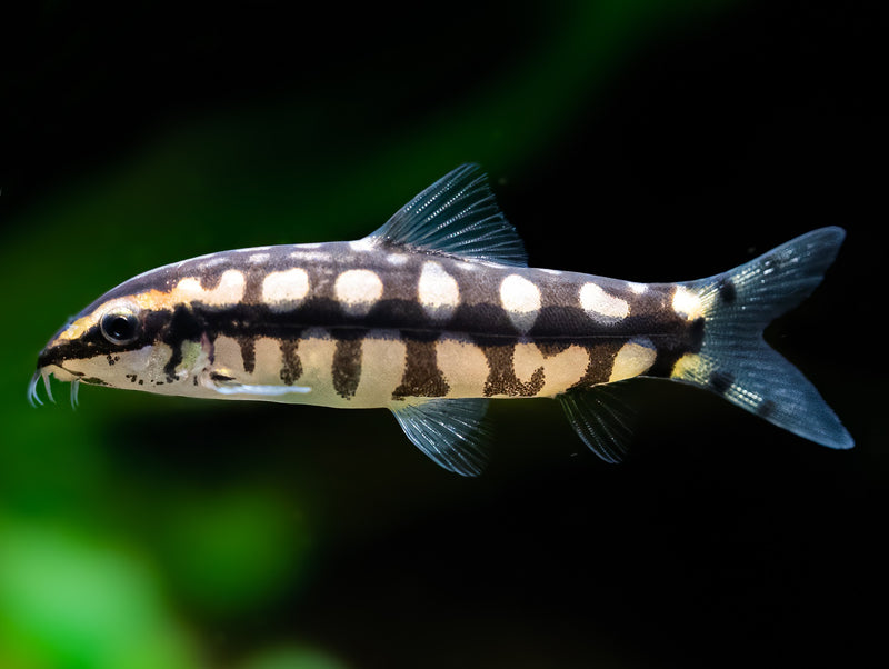 Schachbrettschmerle