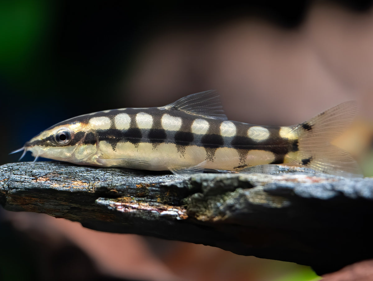 Schachbrettschmerle