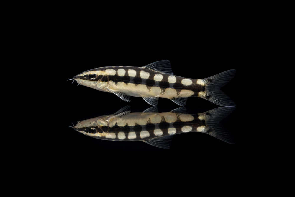 Schachbrettschmerle