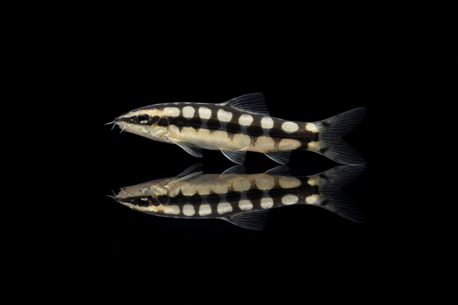 Schachbrettschmerle