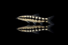 Schachbrettschmerle