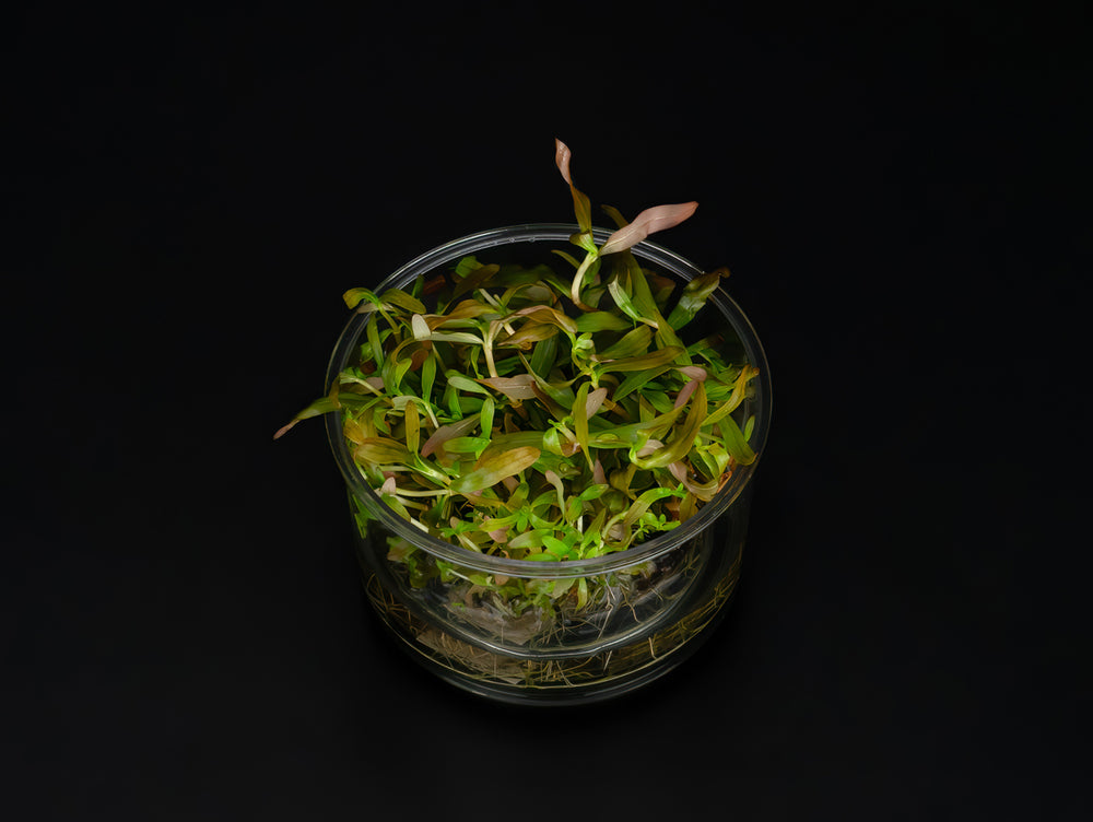 Ammannia gracilis