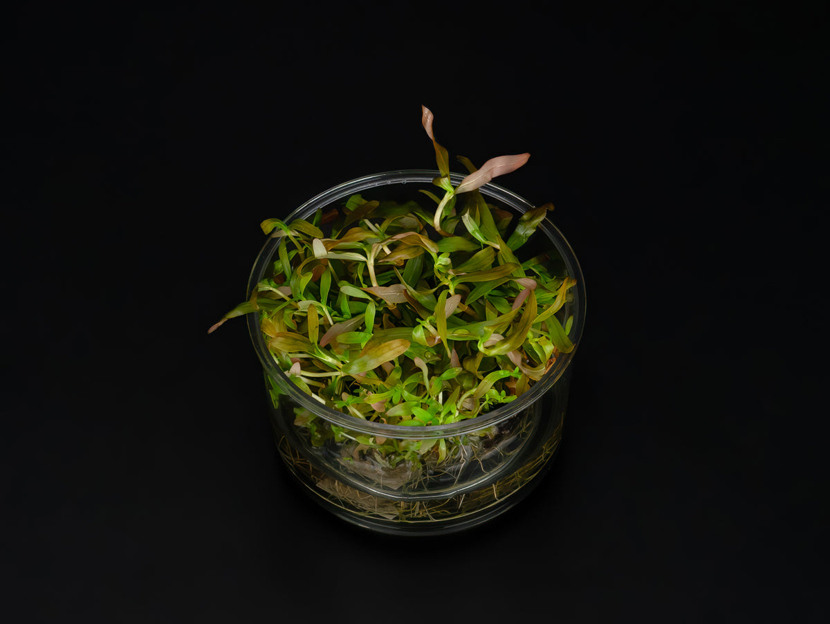 Ammannia gracilis