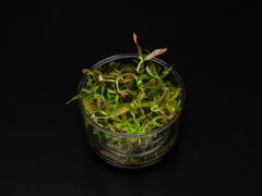 Ammannia gracilis