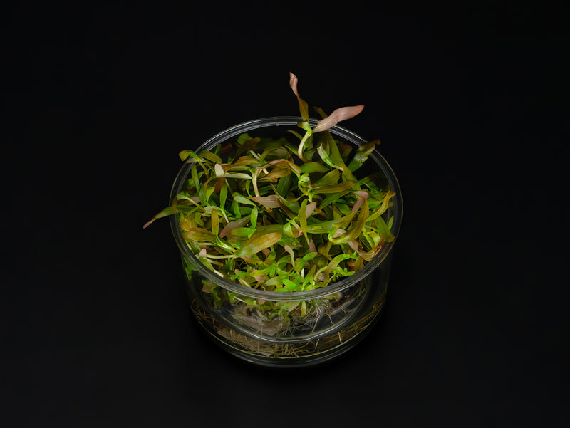 Ammannia gracilis
