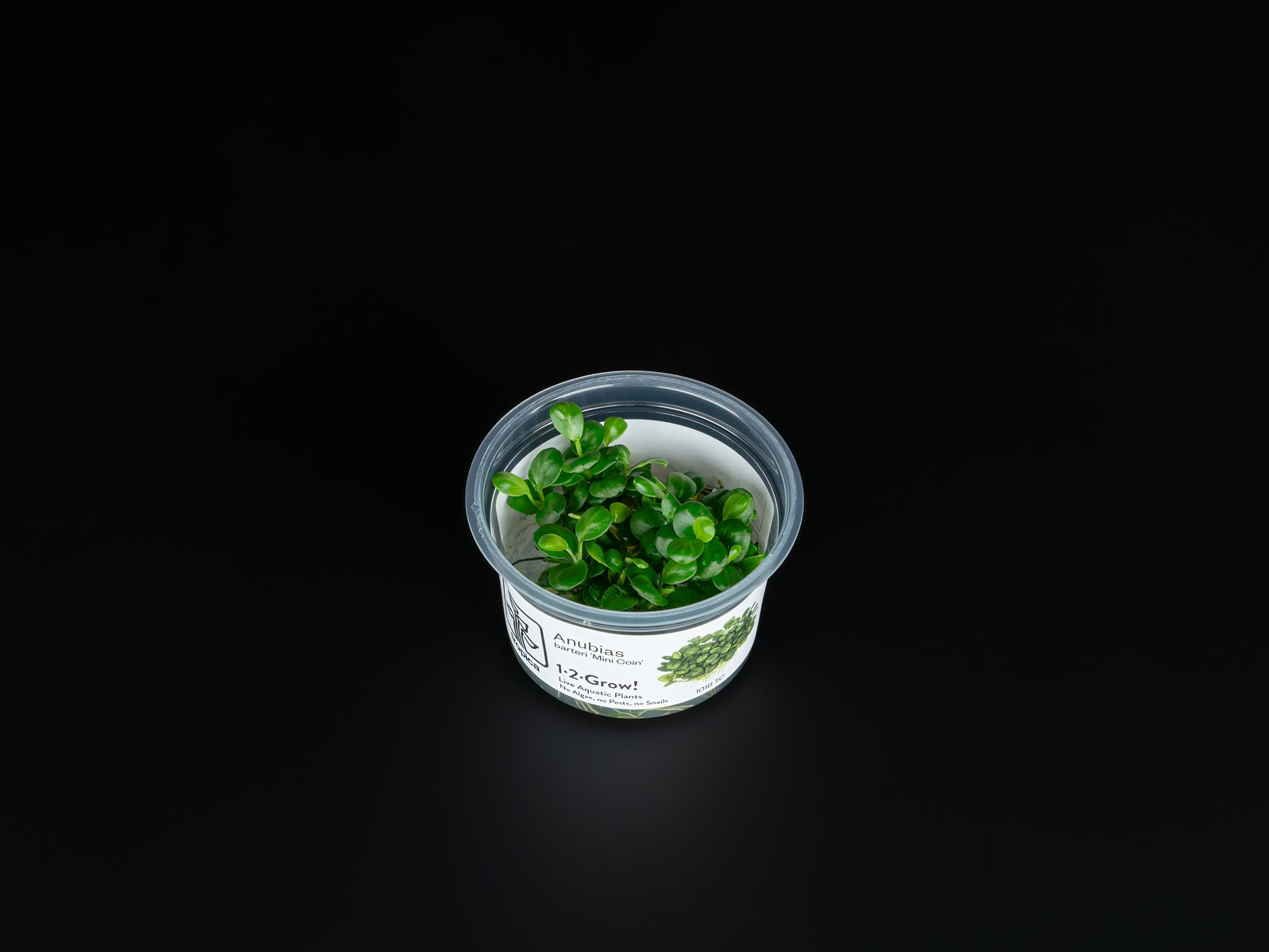 Anubias barteri 'Mini Coin'