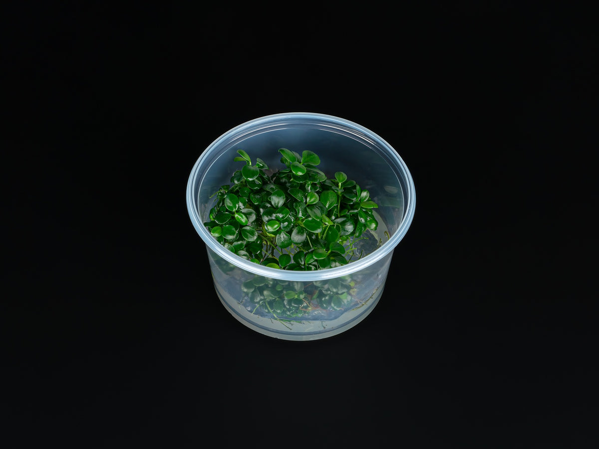 Anubias barteri 'Mini Coin'