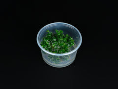 Anubias barteri 'Mini Coin'