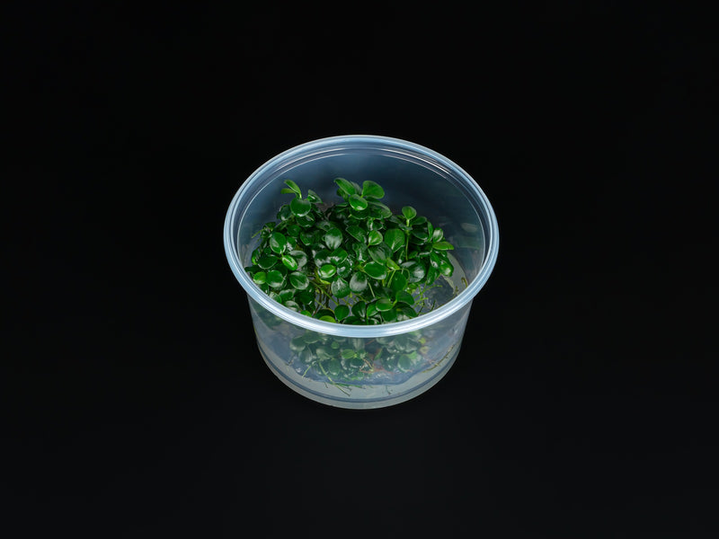 Anubias barteri 'Mini Coin'