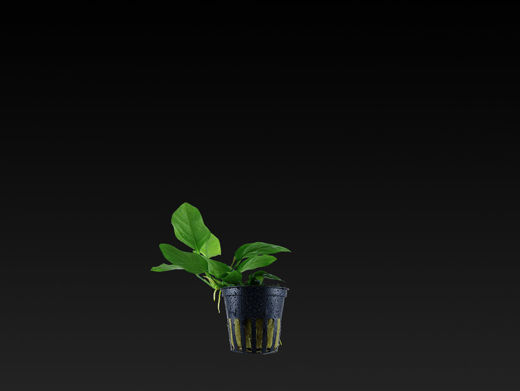 Anubias barteri var. Nana