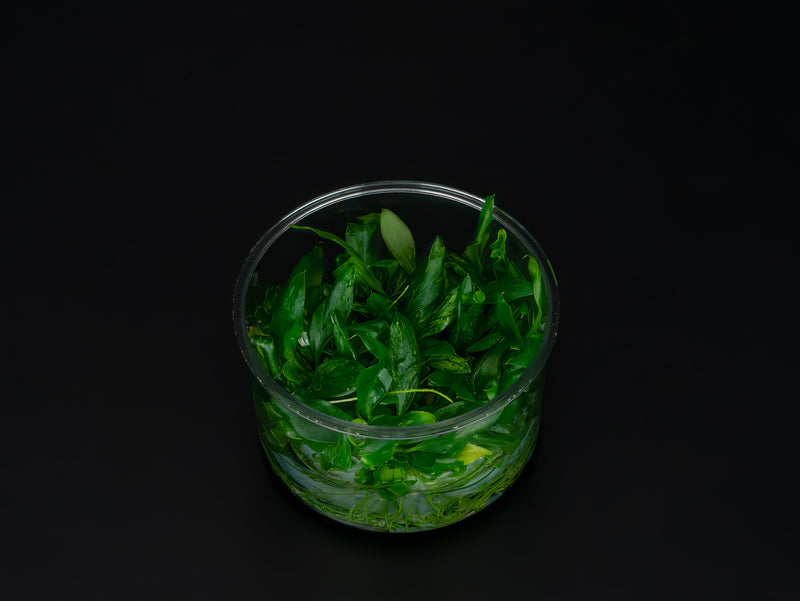 Anubias barteri var. glabra 'minima'