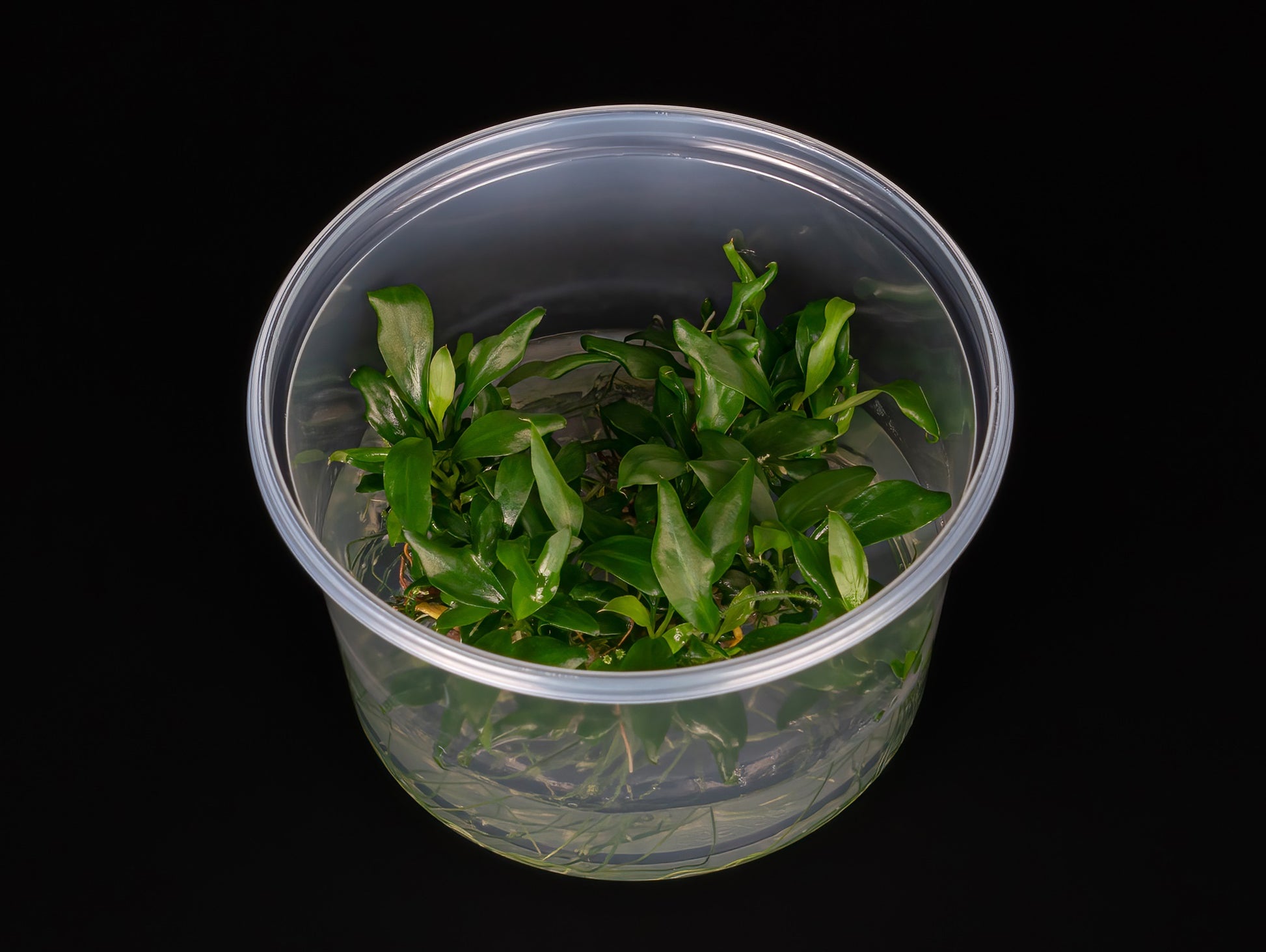 Anubias barteri var. glabra 'minima'