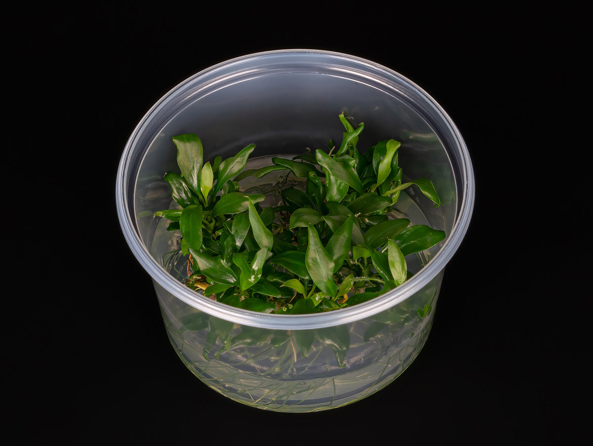 Anubias barteri var. glabra 'minima'