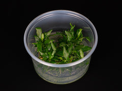Anubias barteri var. glabra 'minima'
