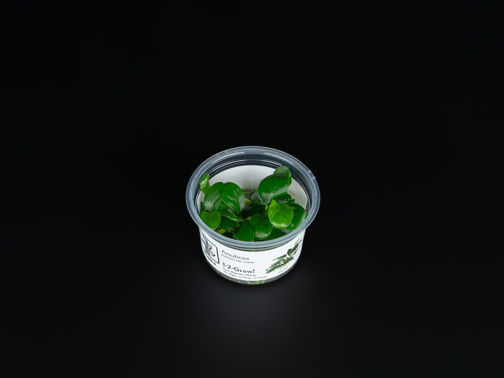 Anubias barteri var. Nana