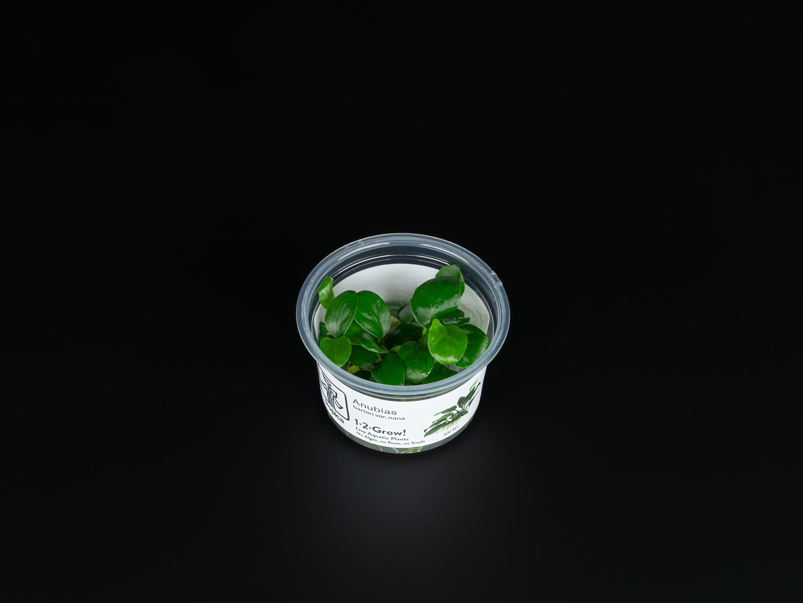 Anubias barteri var. Nana