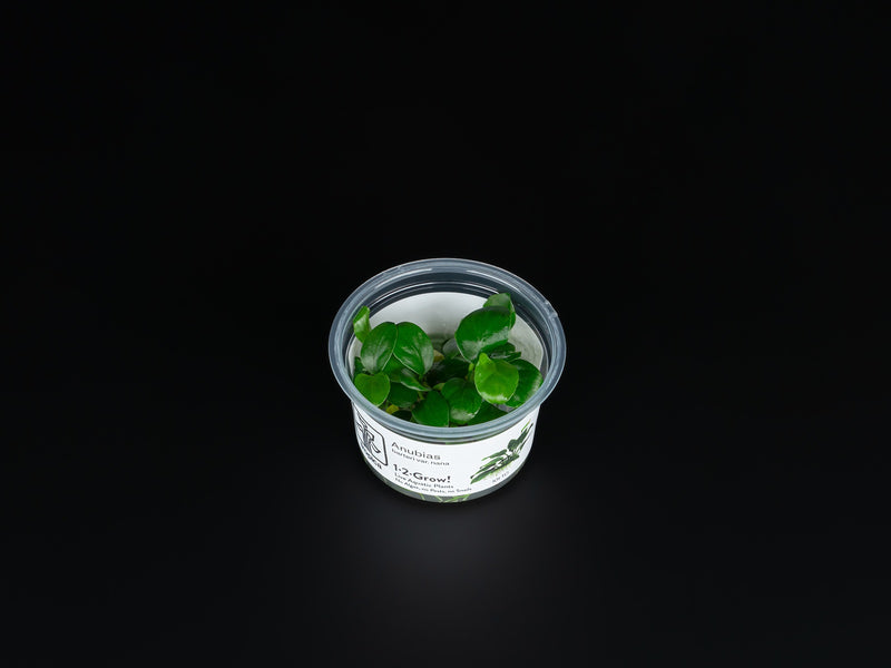 Anubias barteri var. Nana