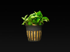 Anubias barteri var. nana 'Bonsai'