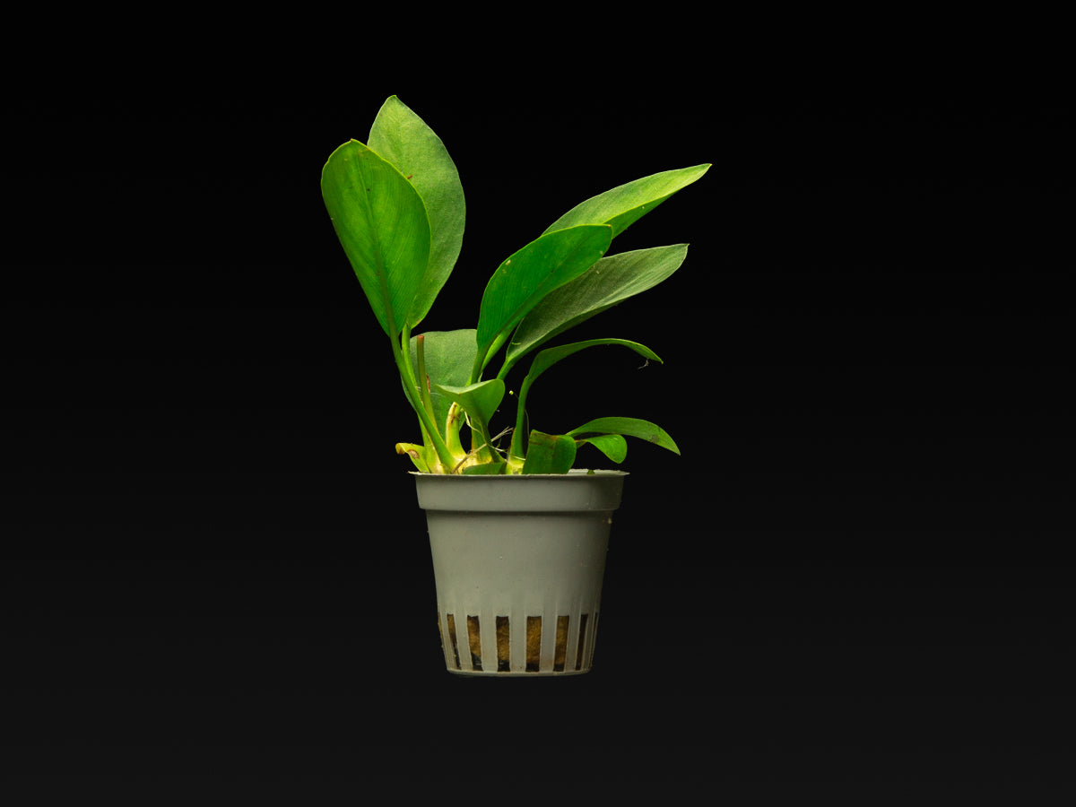 Anubias congensis