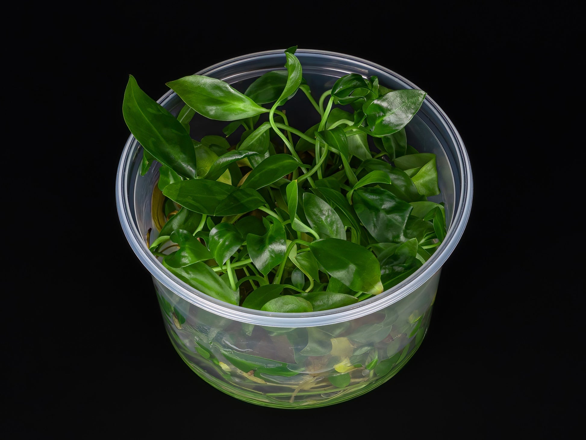 Anubias congensis